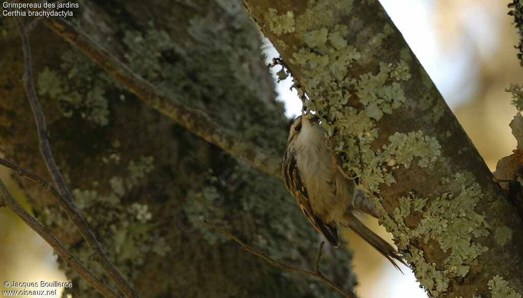 Short-toed Treecreeper