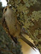 Short-toed Treecreeper