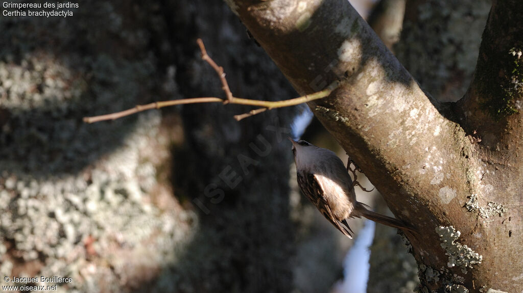 Short-toed Treecreeper