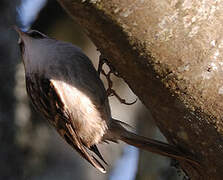 Short-toed Treecreeper