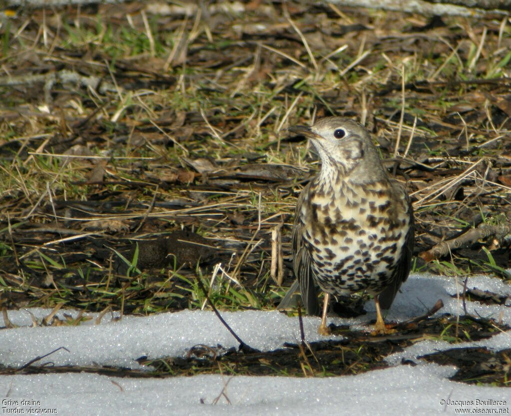 Mistle Thrush