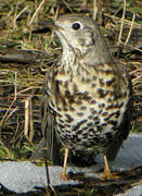 Mistle Thrush