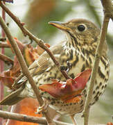 Song Thrush