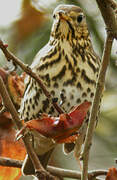 Song Thrush