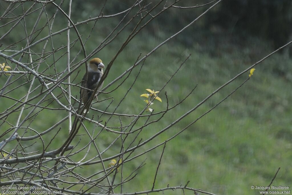 Hawfinch