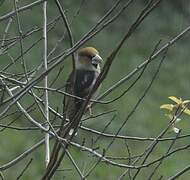 Hawfinch