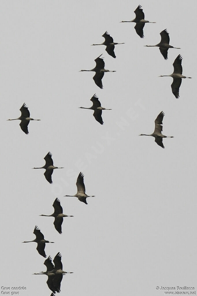 Common Crane