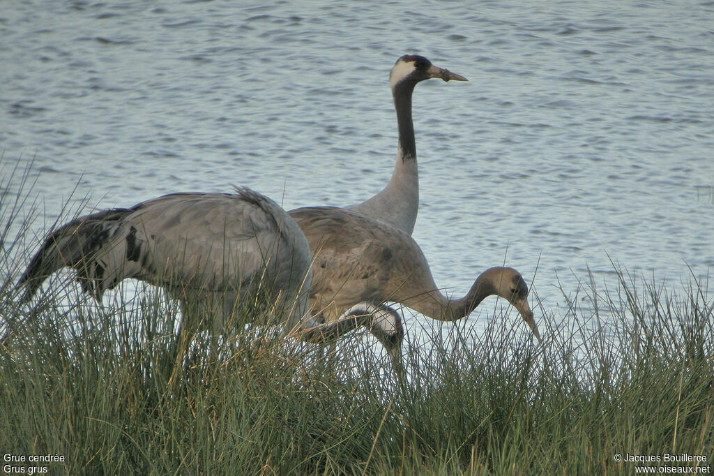 Grue cendrée juvénile