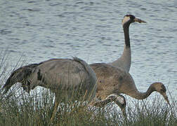 Common Crane