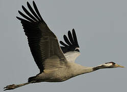 Common Crane