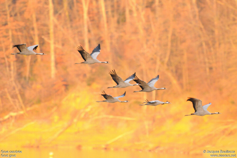 Common Crane