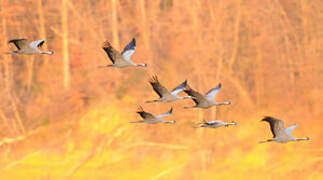 Common Crane