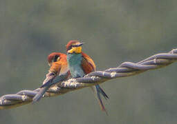 European Bee-eater