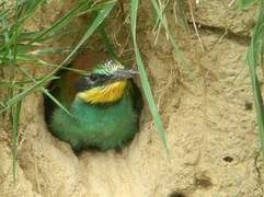 European Bee-eater