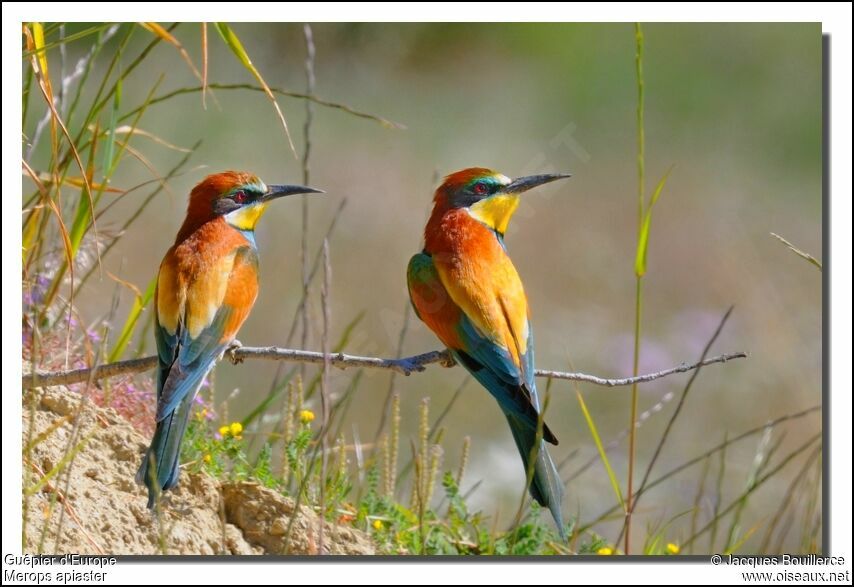 European Bee-eater adult