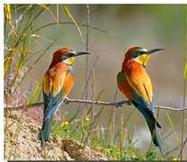 European Bee-eater