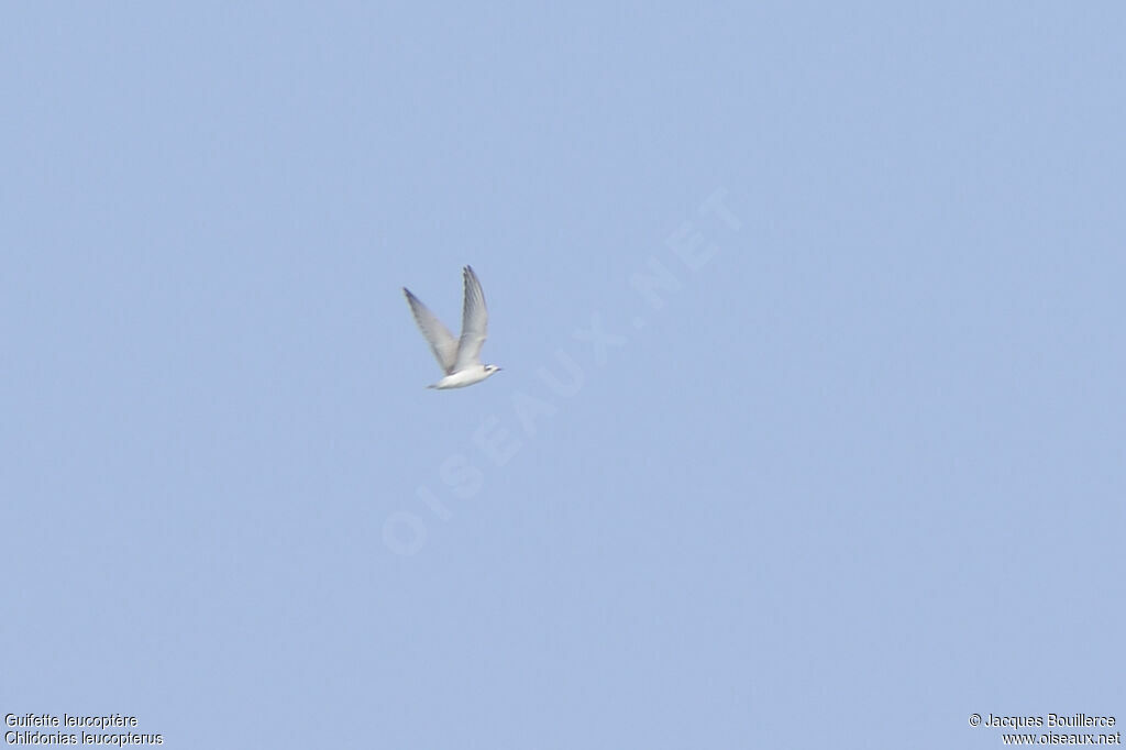 White-winged Ternjuvenile