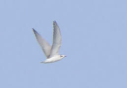 White-winged Tern