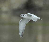 Whiskered Tern