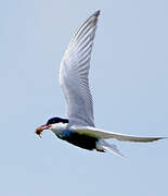 Whiskered Tern