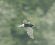 Black Tern