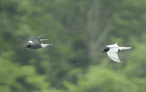 Black Tern