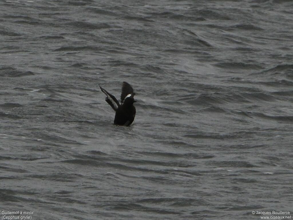 Guillemot à miroir