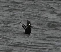 Black Guillemot