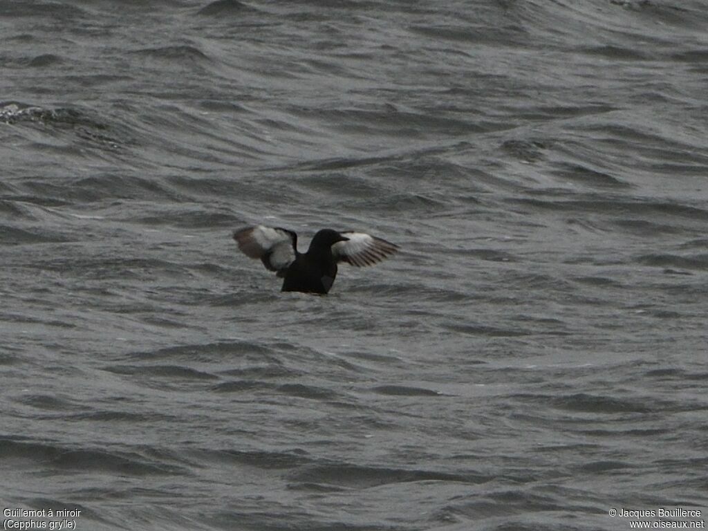 Guillemot à miroir