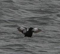 Black Guillemot