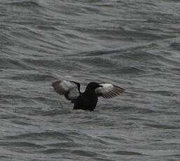 Guillemot à miroir