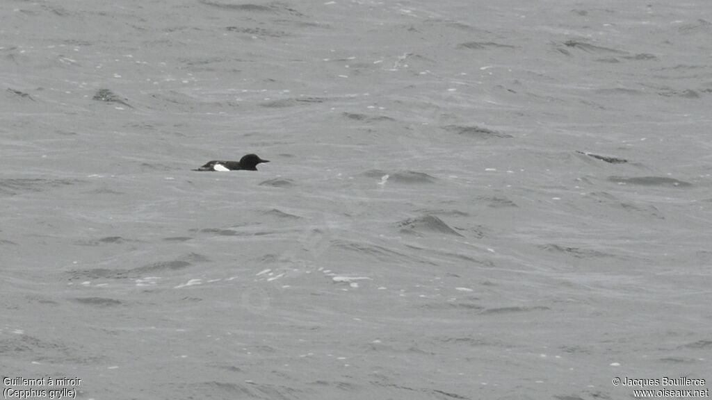 Black Guillemot