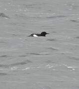 Black Guillemot