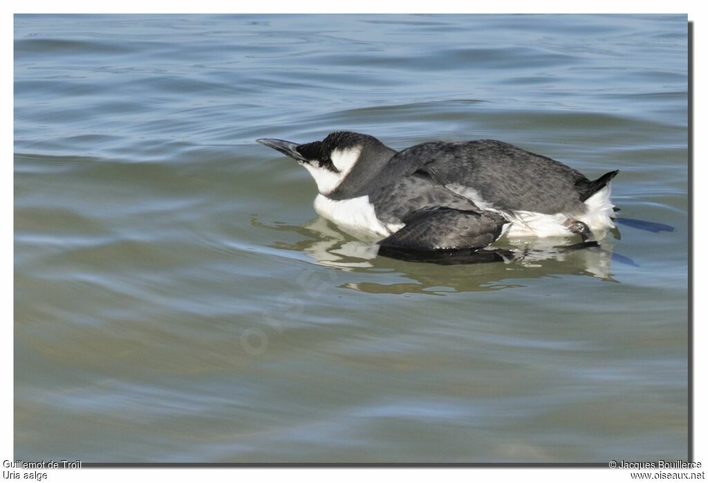 Guillemot de Troïl