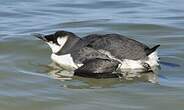 Guillemot de Troïl