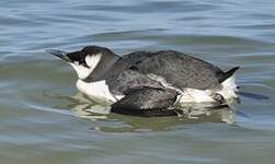 Guillemot de Troïl