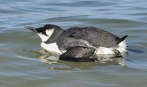 Guillemot de Troïl