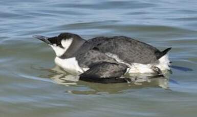 Guillemot de Troïl