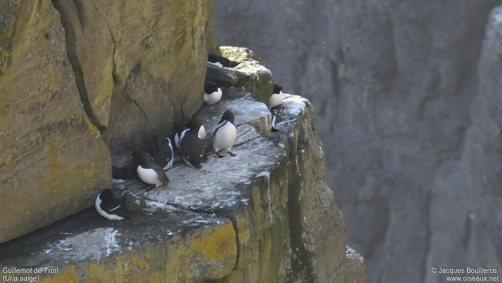 Common Murre