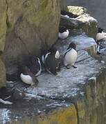 Common Murre