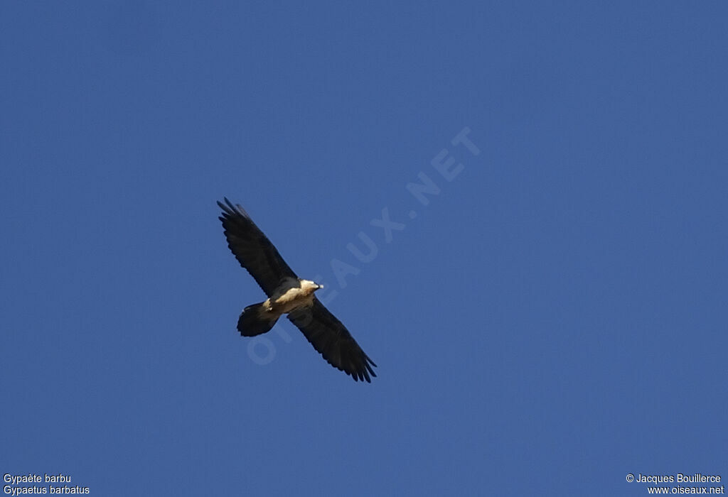 Bearded Vulture