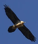 Bearded Vulture