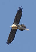 Bearded Vulture