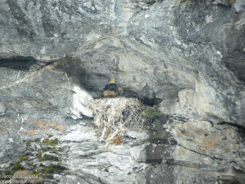 Bearded Vultureadult, Reproduction-nesting
