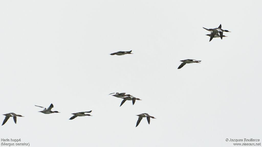 Red-breasted Merganser