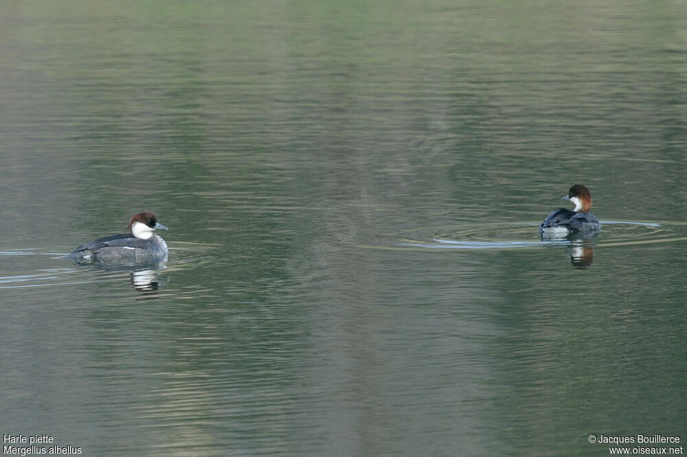 Smew