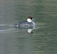 Smew