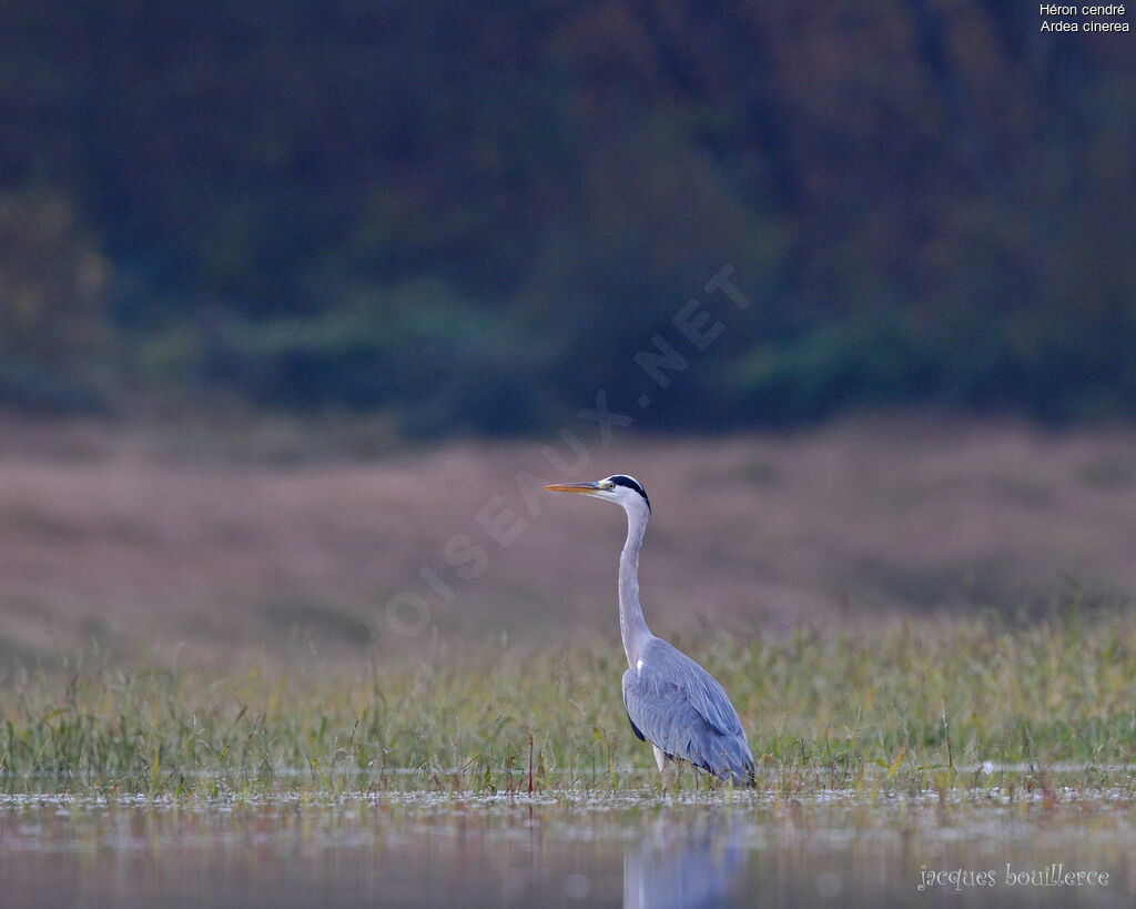 Grey Heron