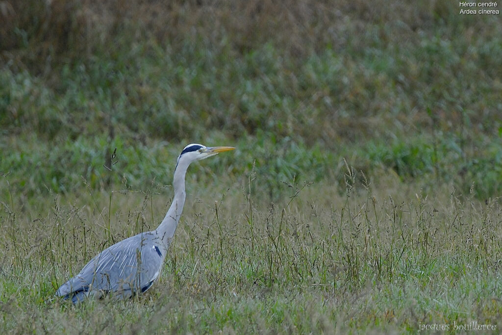 Grey Heron