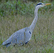 Grey Heron